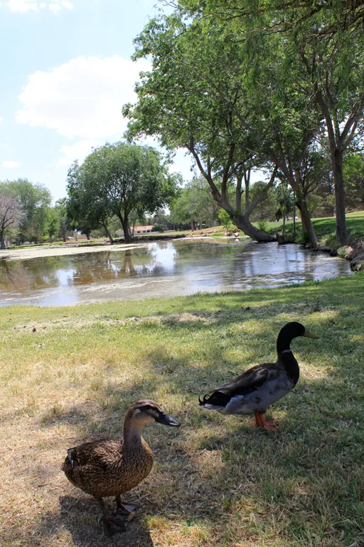 Ducks at Dos Lagos Pond